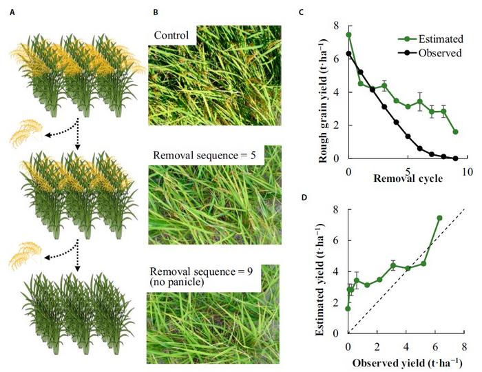 Using digital images to predict rice yield