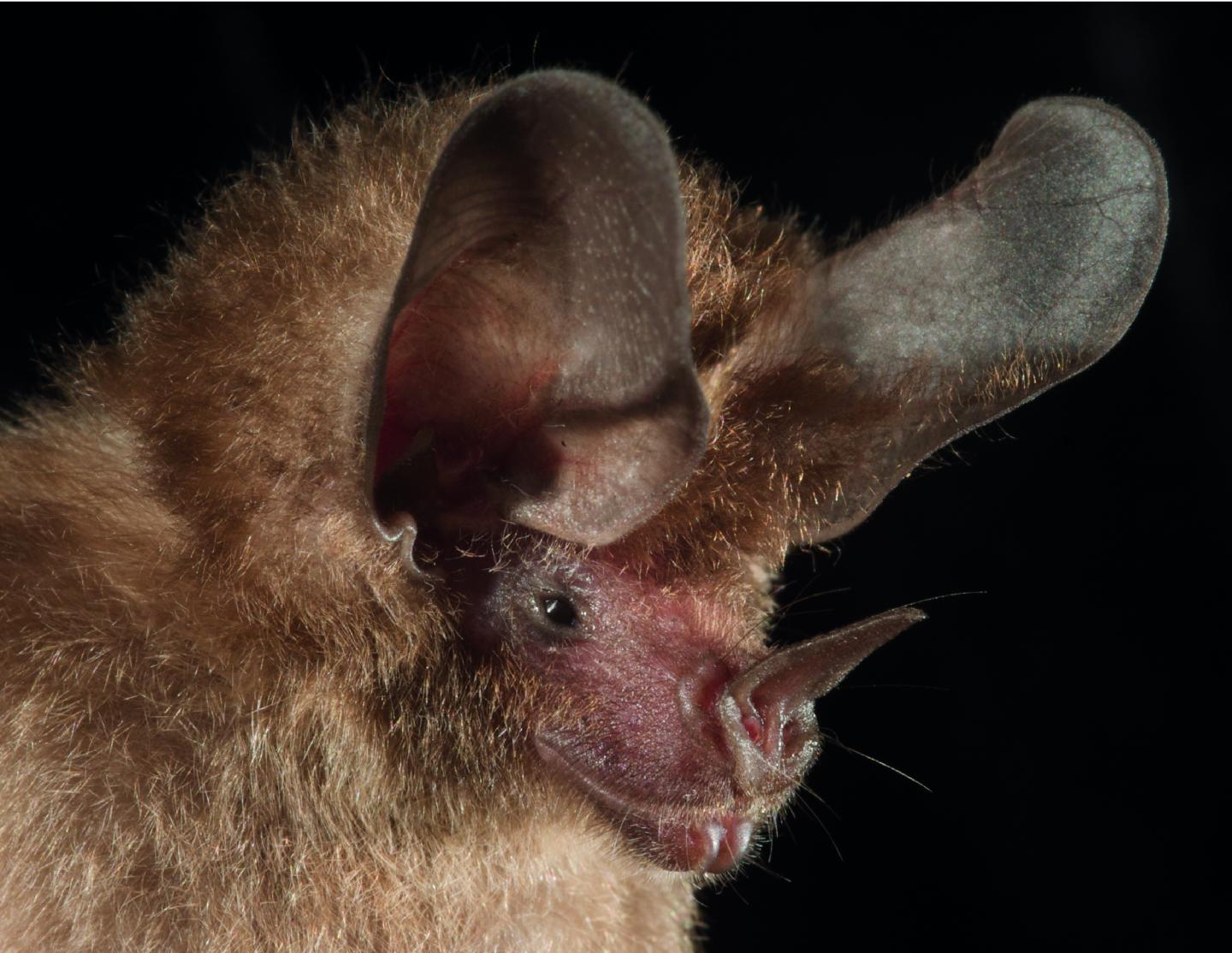 Common Big-Eared Bat, <em>Micronycteris microtis</em>