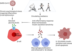 The development of hyperglycemia