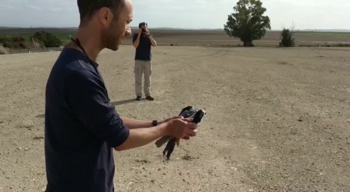 Black Winged Kite Released