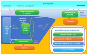 Polar blue carbon cycle infographic