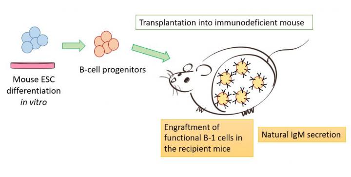 Functional, Transplantable B Cells