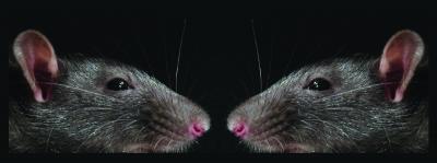 Sniffing Behavior Communicates Social Hierarchy