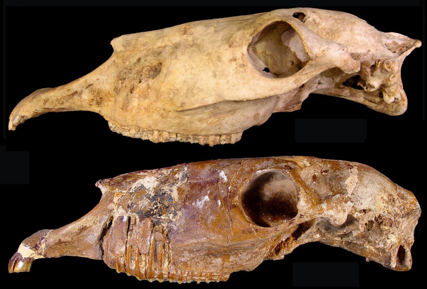 <I>Haringtonhippus</I> Skulls