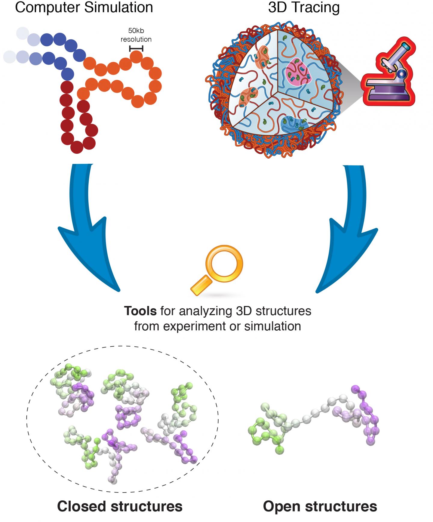 CHROMOSOME 1