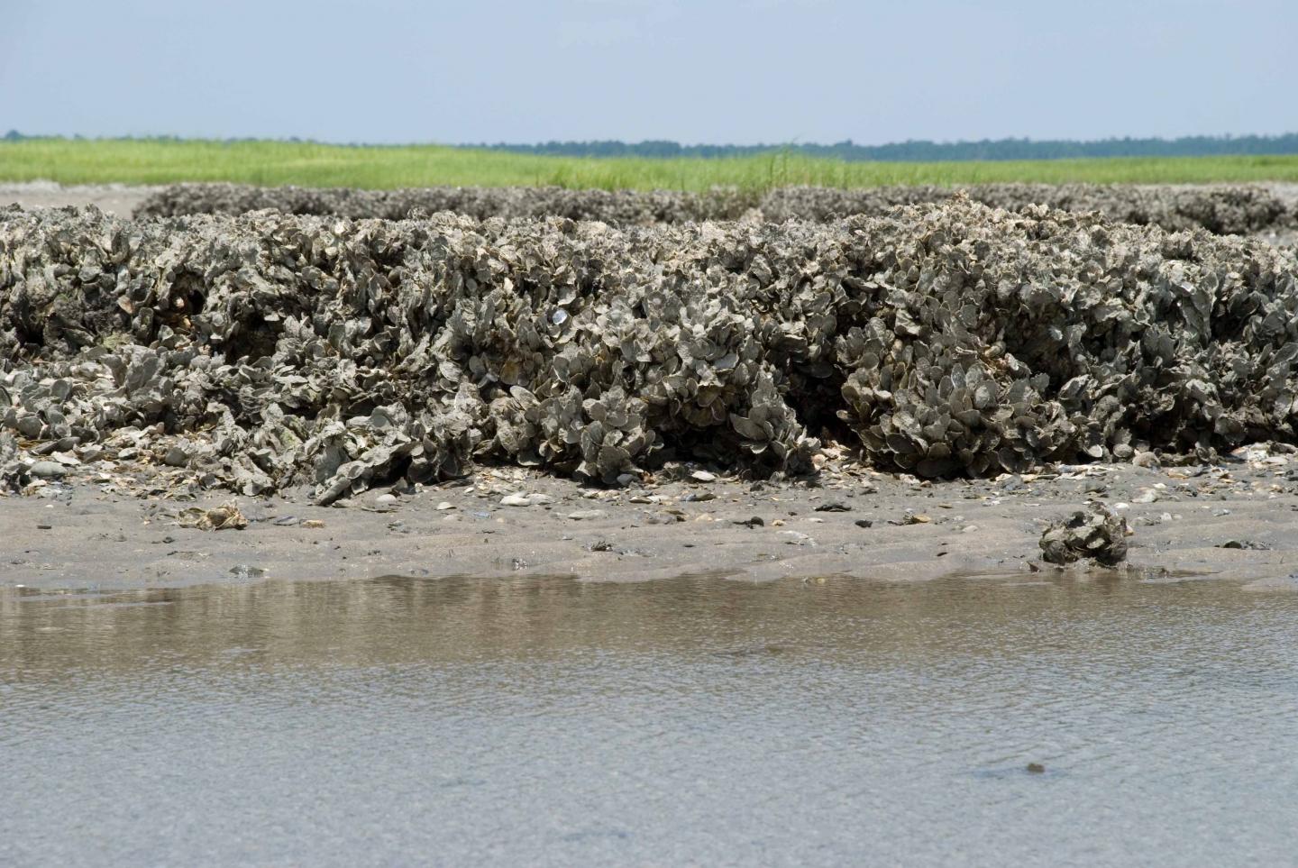 Mussels Cement themselves to One Another on the Coast of South Carolina