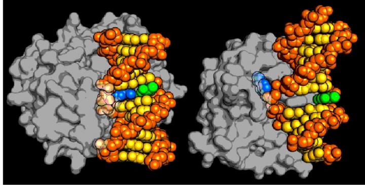 Flip Versus Non-Flip DNA Repair Mechanism