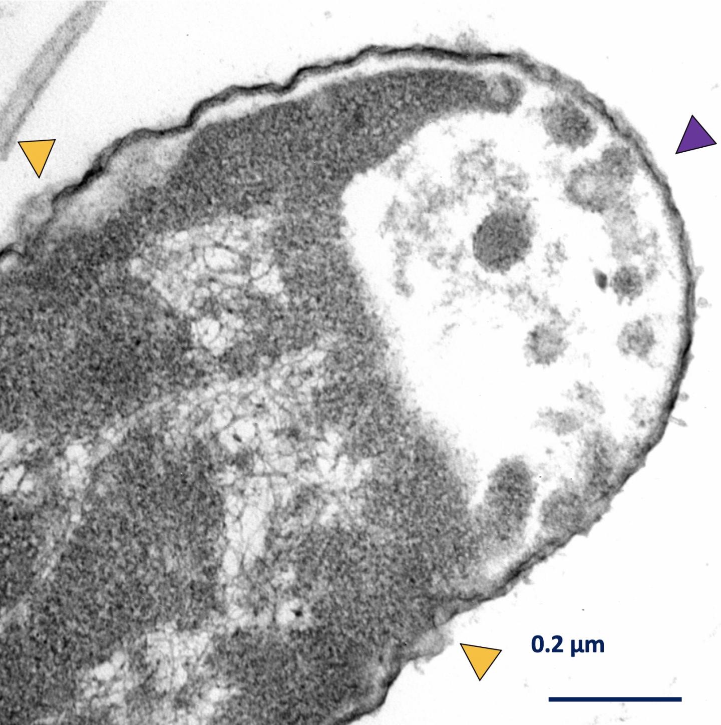 BACTERIA 2