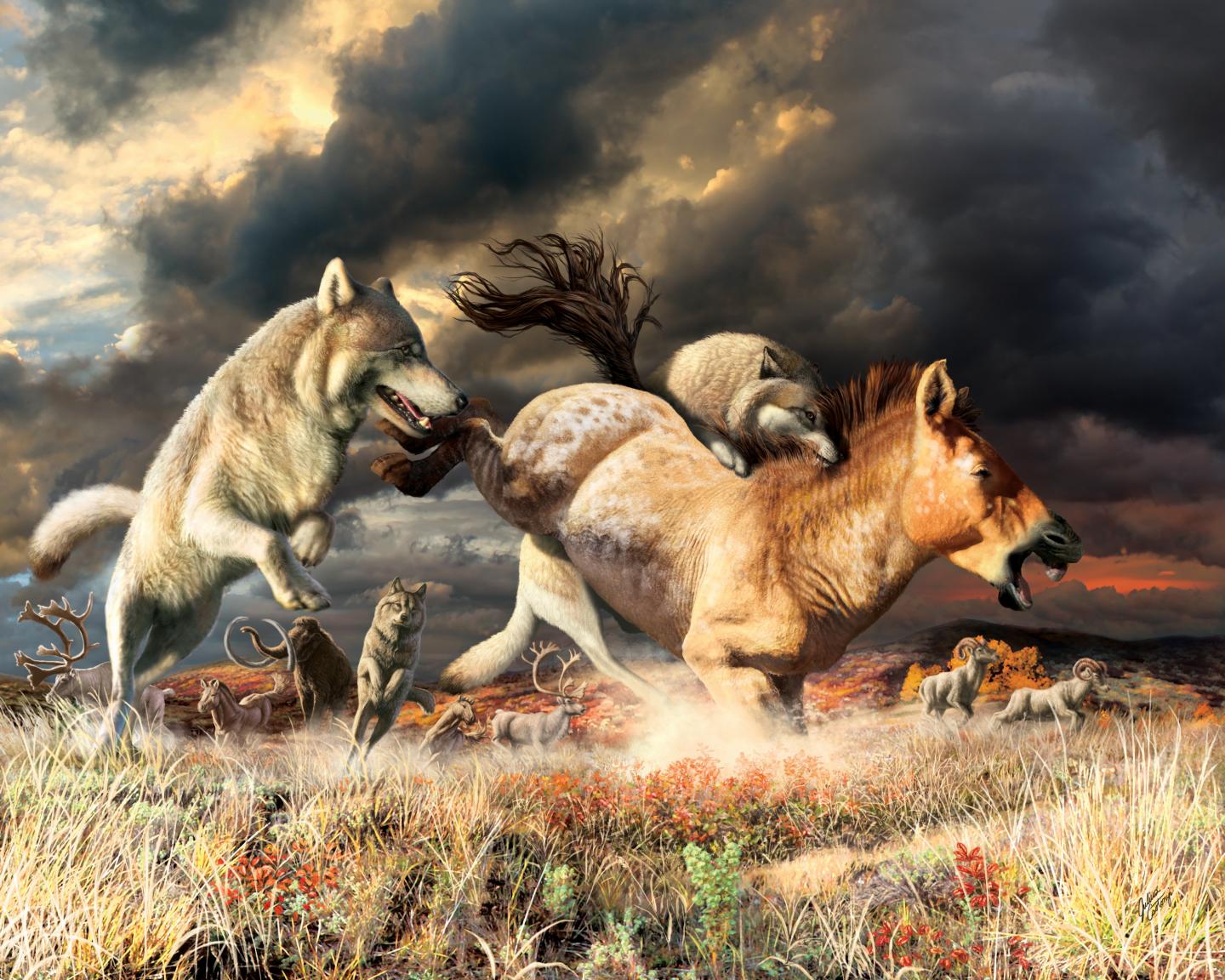 Artist's reconstruction of gray wolves hunting in the Pleistocene