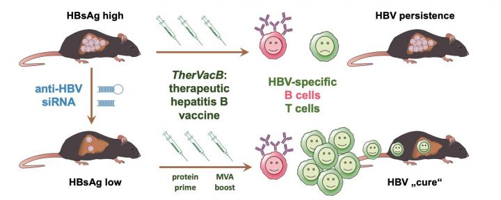 Hepatitis B: New Therapeutic Approach May Hel | EurekAlert!