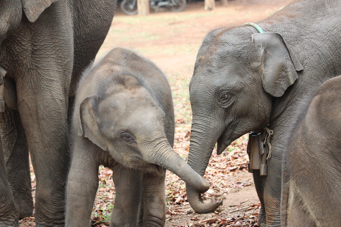 Asian elephant siblings