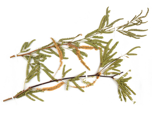 Mesquite herbarium specimen