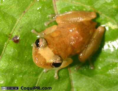 Image of the <i>Eleutherodactylus juanariveroi</i> Frog