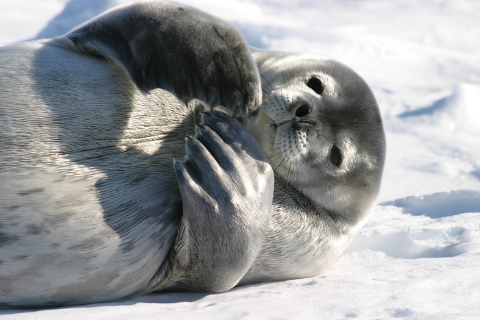 A Weddell Seal in Antartica