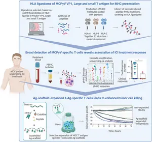 Graphical abstract