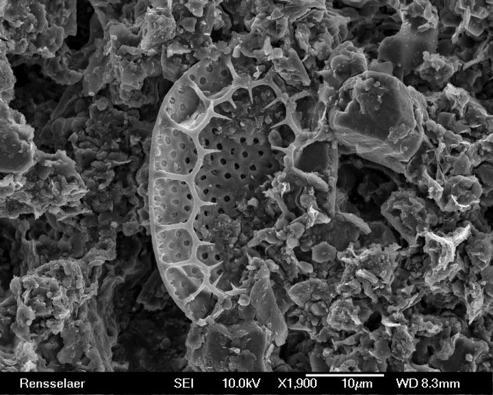 810 Million-Year-Old Microfossils Are Ancient Example of Mineralized Tissue (3 of 8)