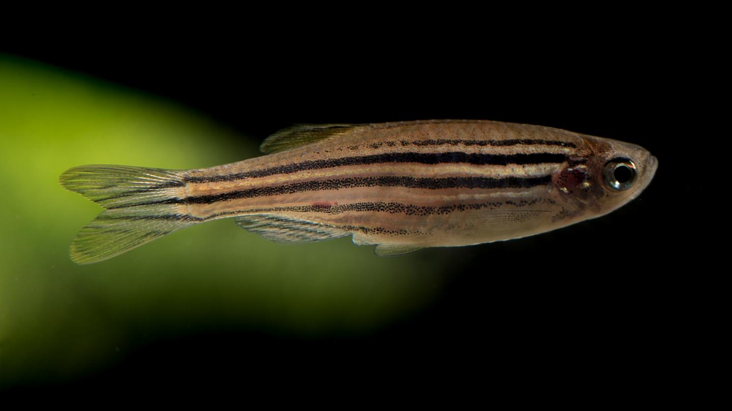 Pictured is a zebrafish.