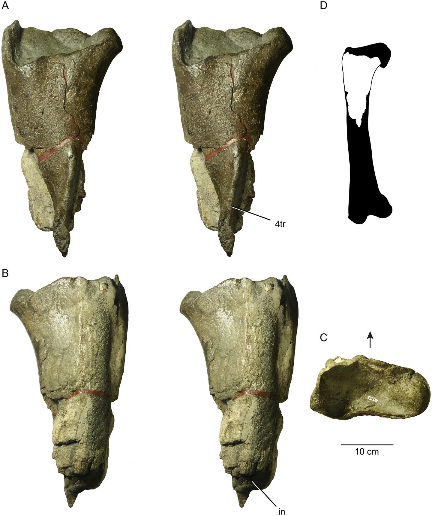 The Proximal Femur of a Large Theropod Dinosaur from Washington State