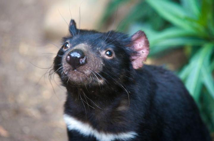 Tasmanian devil