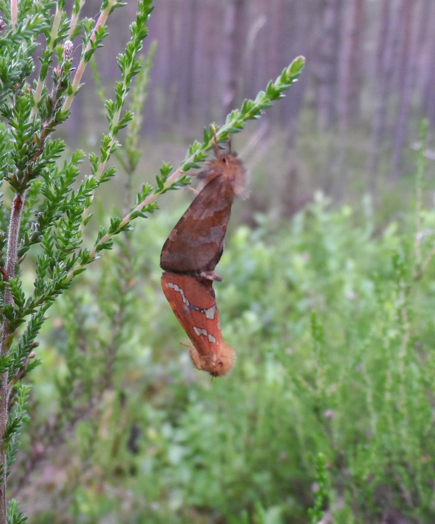 Mating Moths