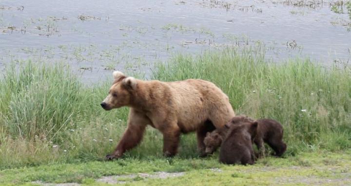 'Bearcam' Study Focuses on Human Emotional Connection with Wildlife, Parks 3