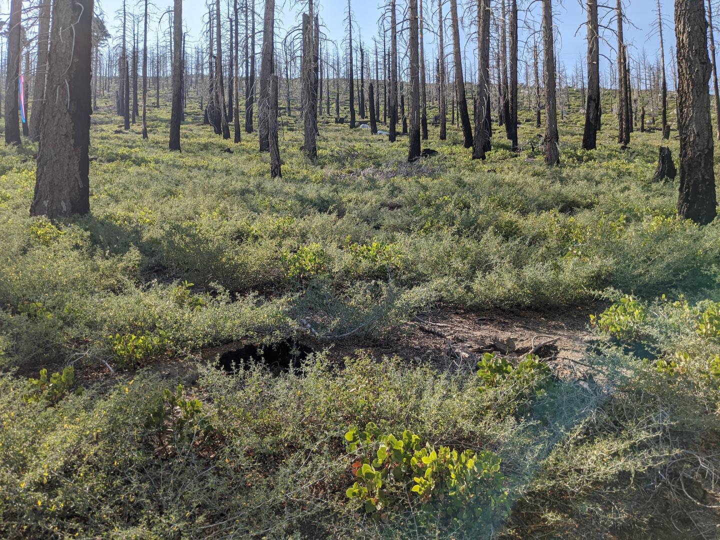 Post-Fire Landscape, Sierra Nevada