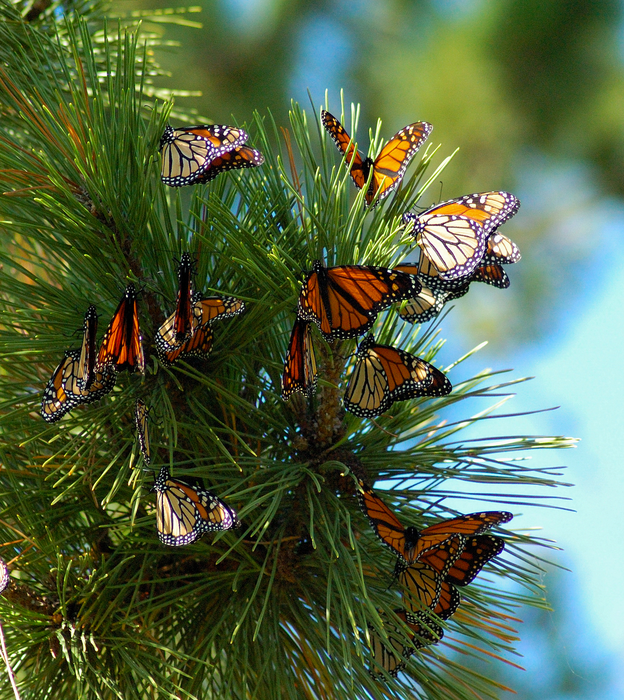 Monarchs