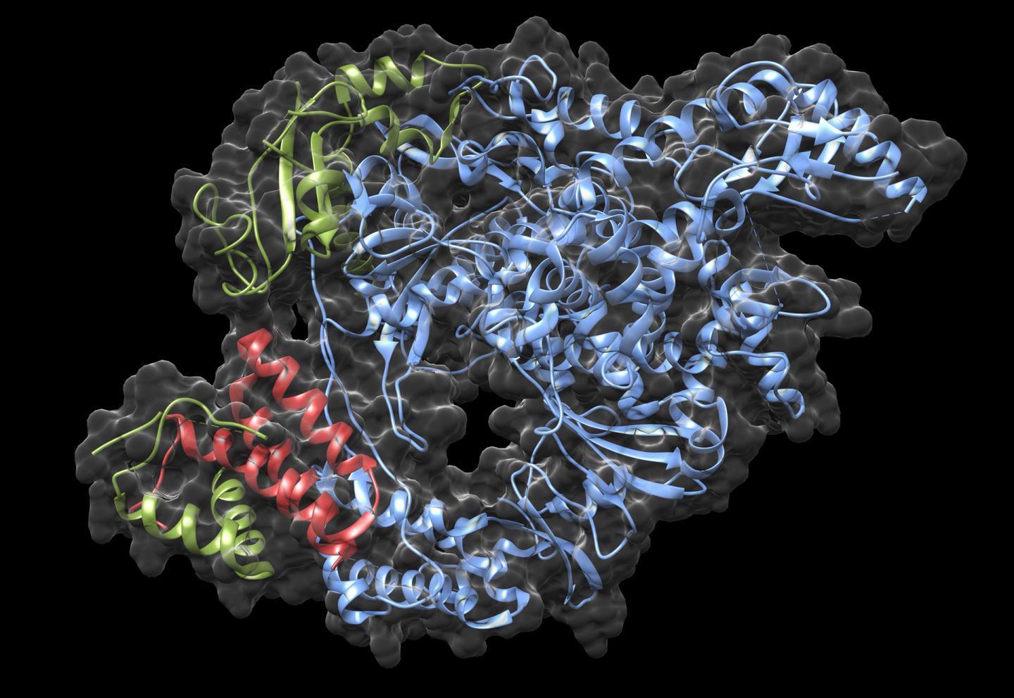 SARS-CoV-2 RNA Polymerase Complex (black bg)