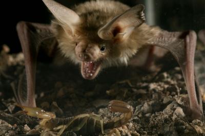 Pallid Bat and Scorpion