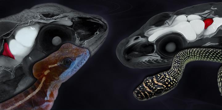 Lizard and Snake Brains in 3D