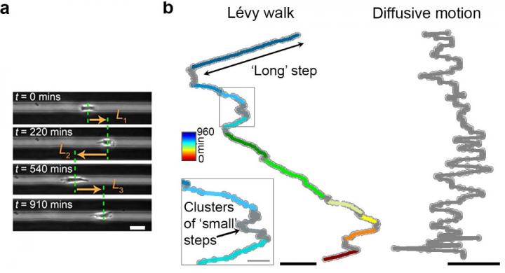 Figure 1: The Movement Pattern of Cancer Cells