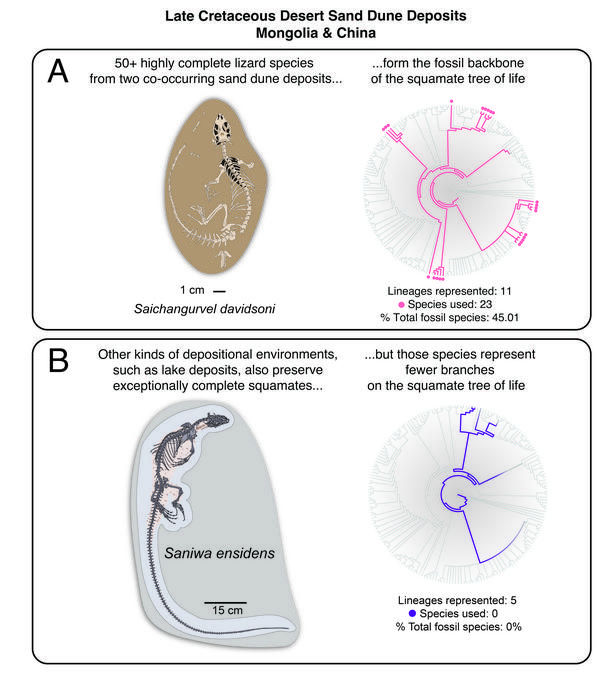 Graphical summary of the results of the new study. A) Summary of the phylogenetic impact of the Late Cretaceous Gobi Desert lizard assemblage. B) Comparison to other well-preserved squamates found in lake deposits.