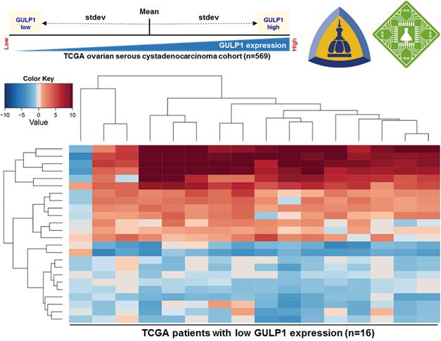 Researchers from Johns Hopkins & Insilico Identify the Silencing of the GULP1 Plays An Important Rol