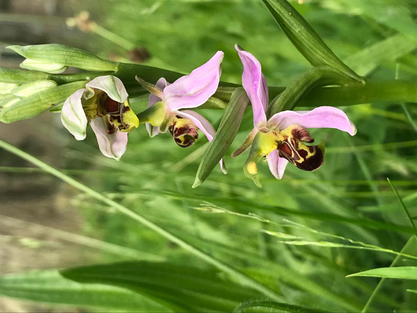 Bee Orchid