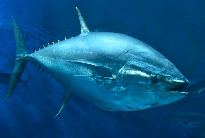 Pacific Bluefin Tuna