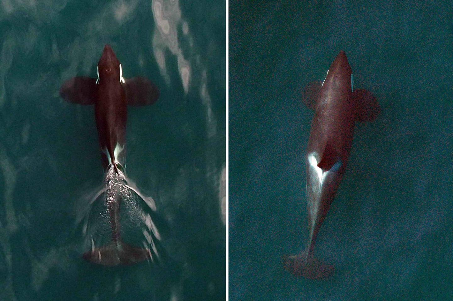 Two Northern Resident Killer Whales