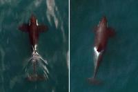 Two Northern Resident Killer Whales