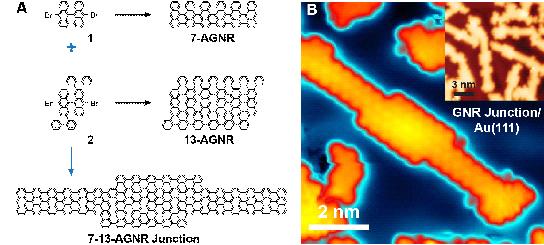 Diagram and Microscopy Images