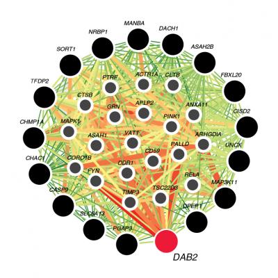 Visualization of Tubule-Specific Candidate Genes