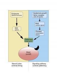 Steroid-Induced Gene Alters Effect of Signaling Pathway