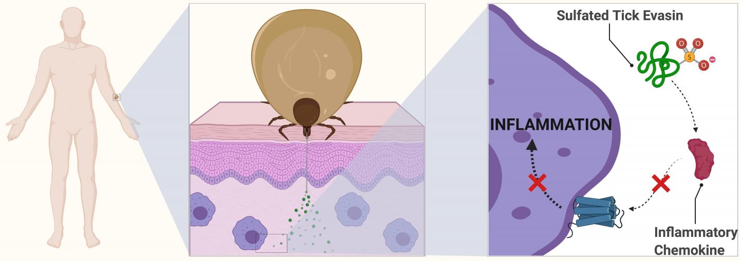 Illustration of how evasins work as anti-inflammatories
