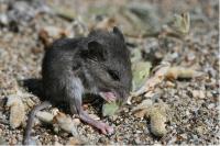 Deer Mouse Eating Lupine Seeds