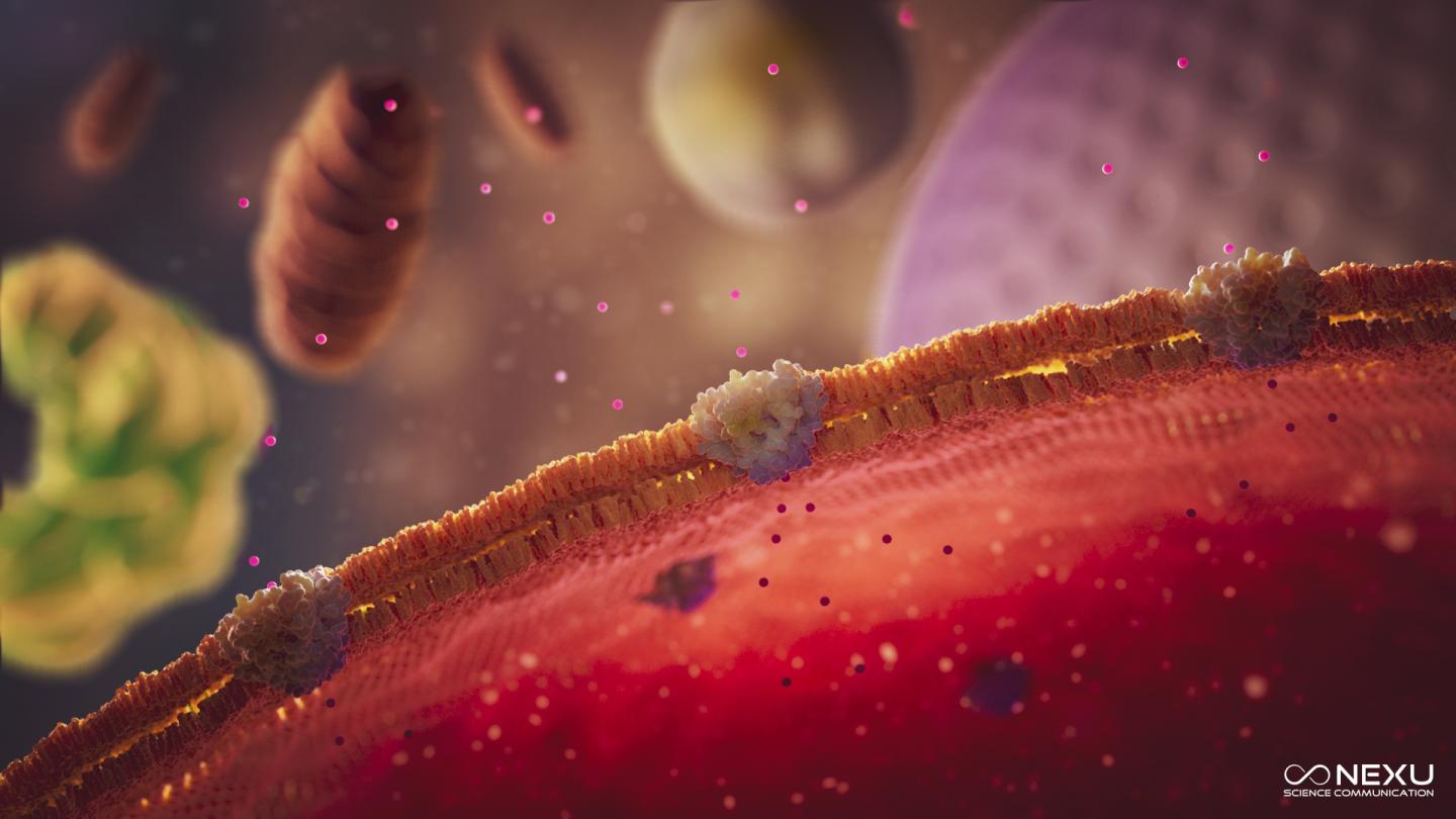 The HCV p7 Protein in the Cell's Endoplasmic Reticulum Membrane