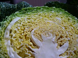 Halved Savoy cabbage head