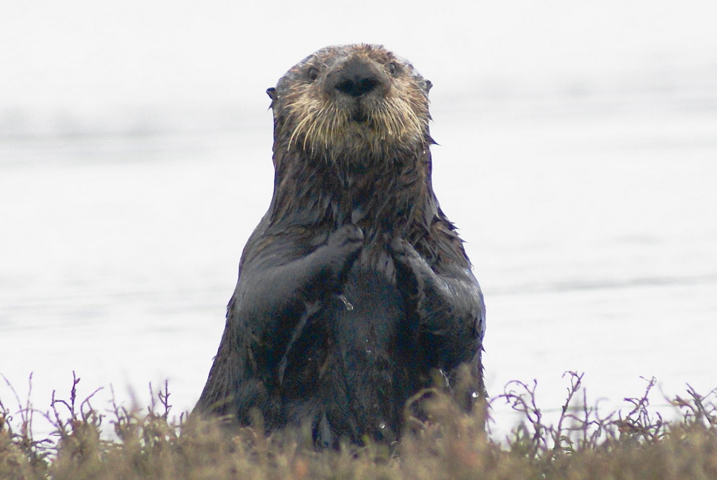 Southern Sea Otter