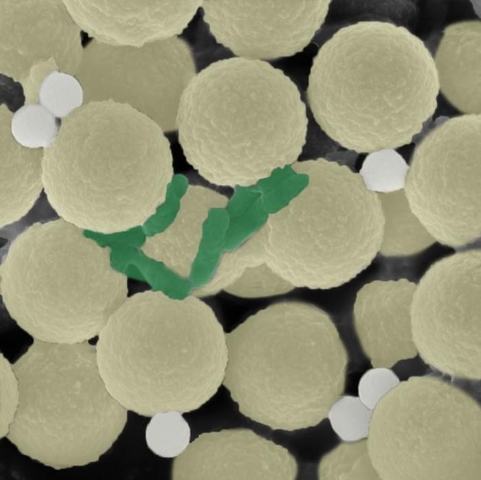 Swarms of miniature robots clean up microplastics and microbes, simultaneously