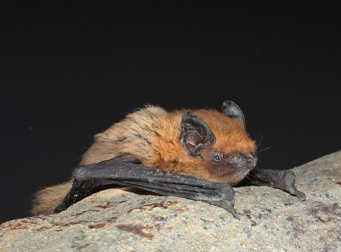 Savi's pipistrelle