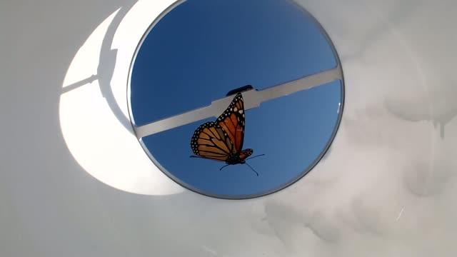 Butterfly Flight Simulator