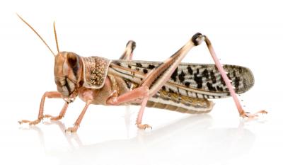 Desert Locust