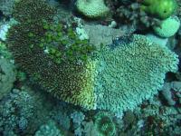 White Syndrome in Coral Colony